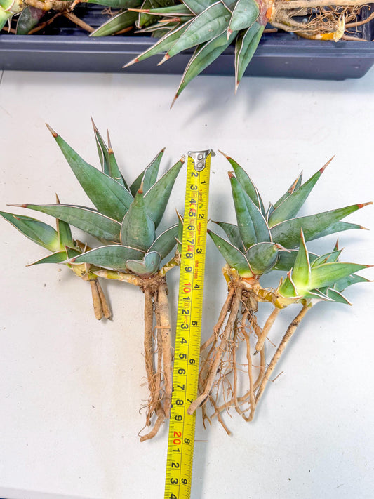 Mature Sansevieria Pinguicula XL | Guarantee with PUPS!!!
