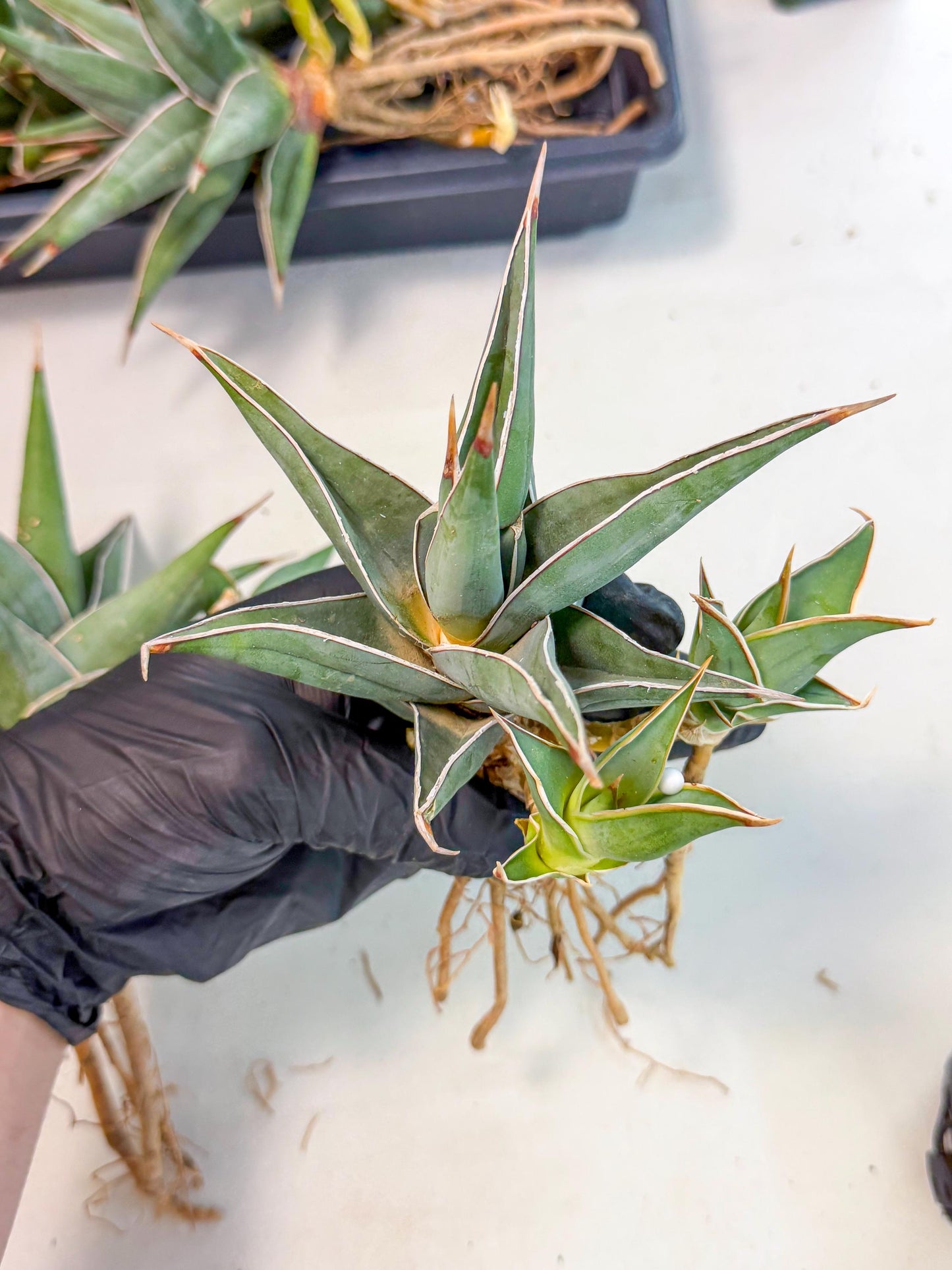 Mature Sansevieria Pinguicula XL | Guarantee with PUPS!!!