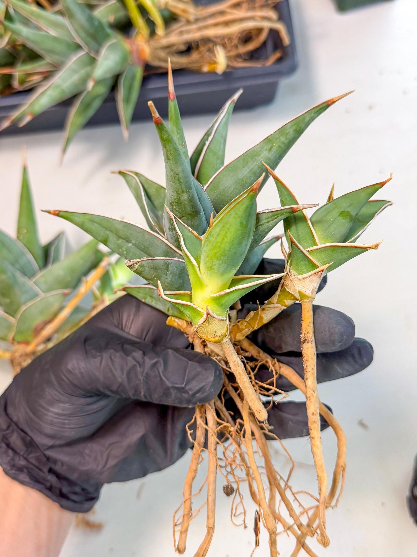 Mature Sansevieria Pinguicula XL | Guarantee with PUPS!!!