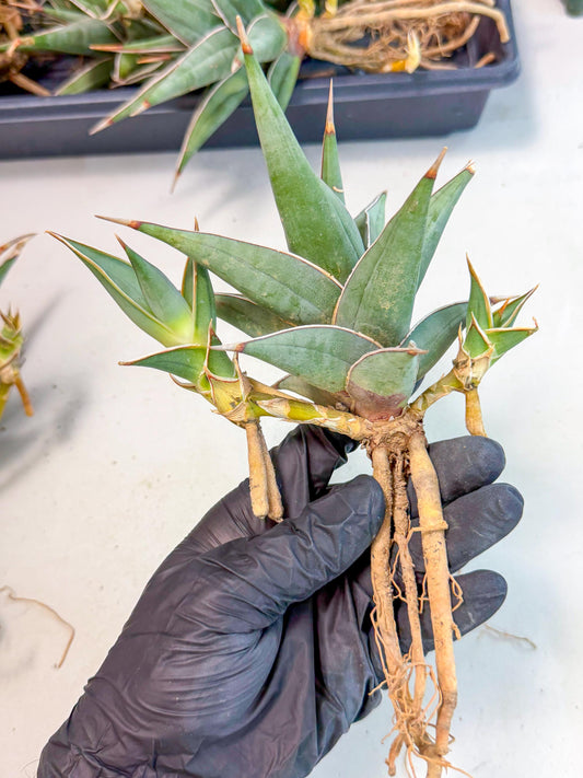 Mature Sansevieria Pinguicula XL | Guarantee with PUPS!!!