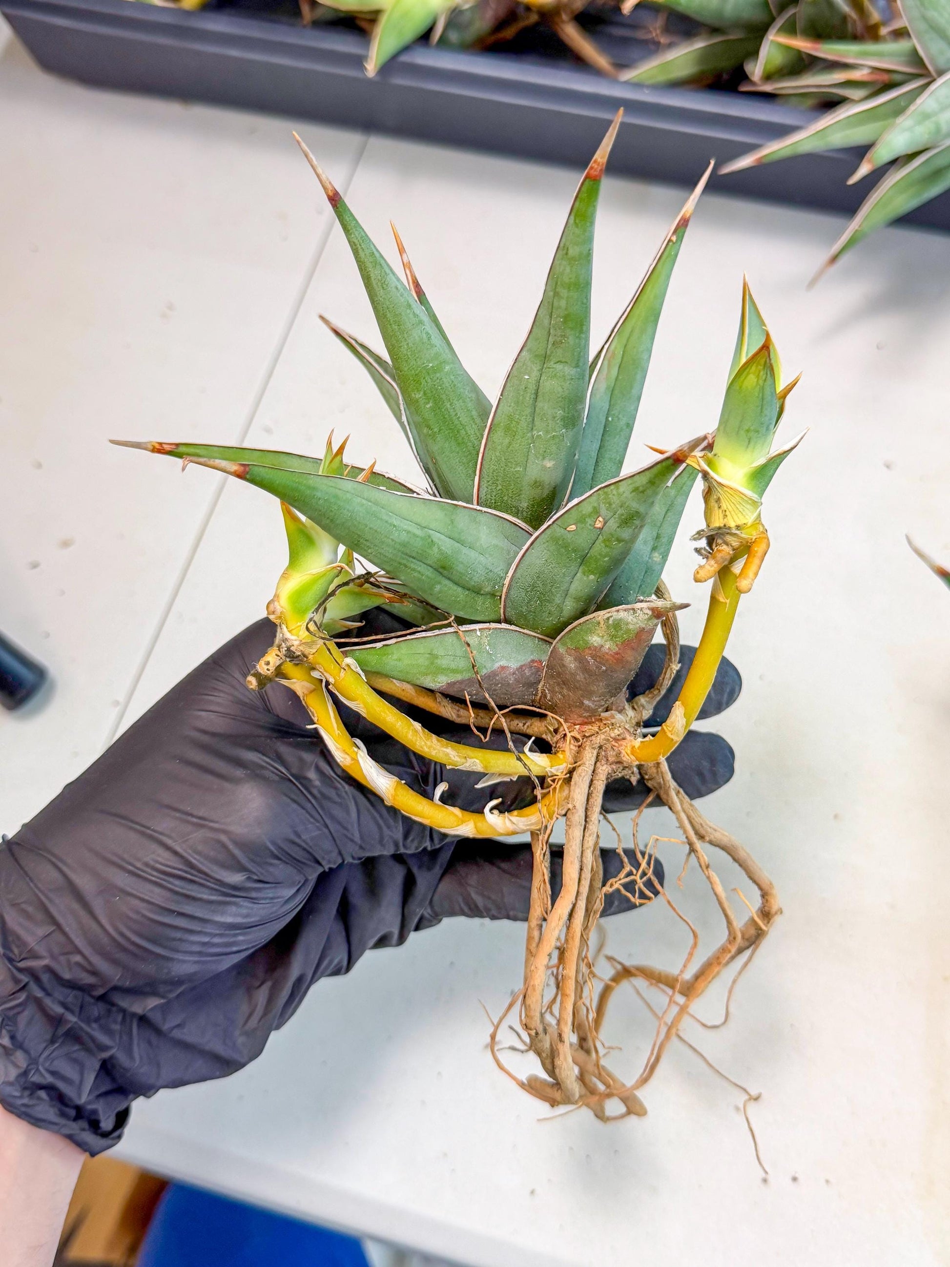 Mature Sansevieria Pinguicula XL | Guarantee with PUPS!!!