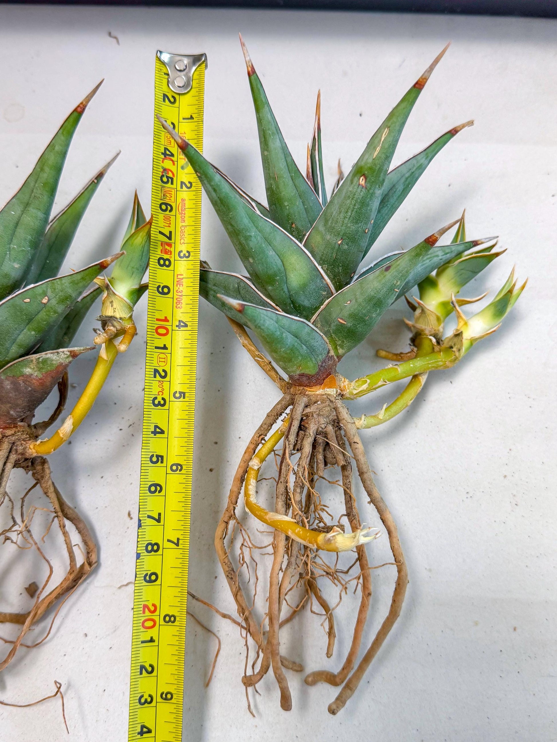 Mature Sansevieria Pinguicula XL | Guarantee with PUPS!!!