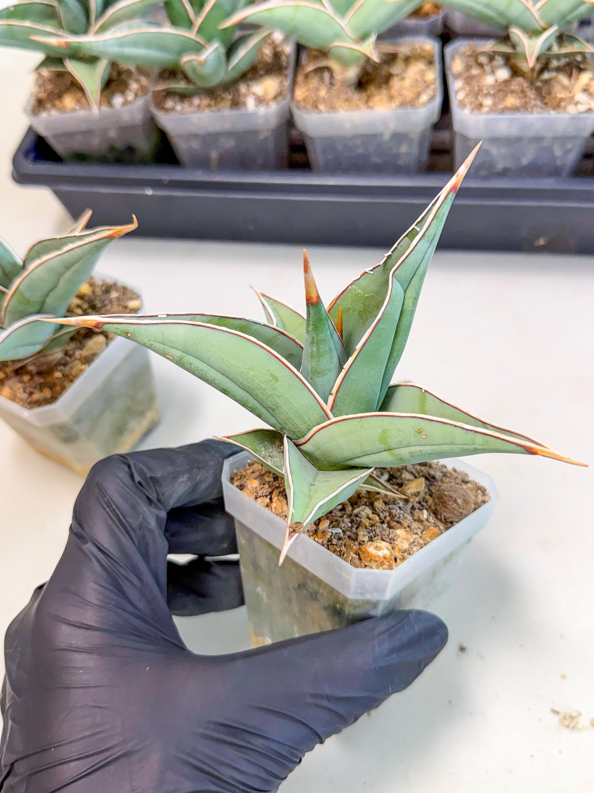 Sansevieria Pinguicula (SM) | Walking Sansevieria