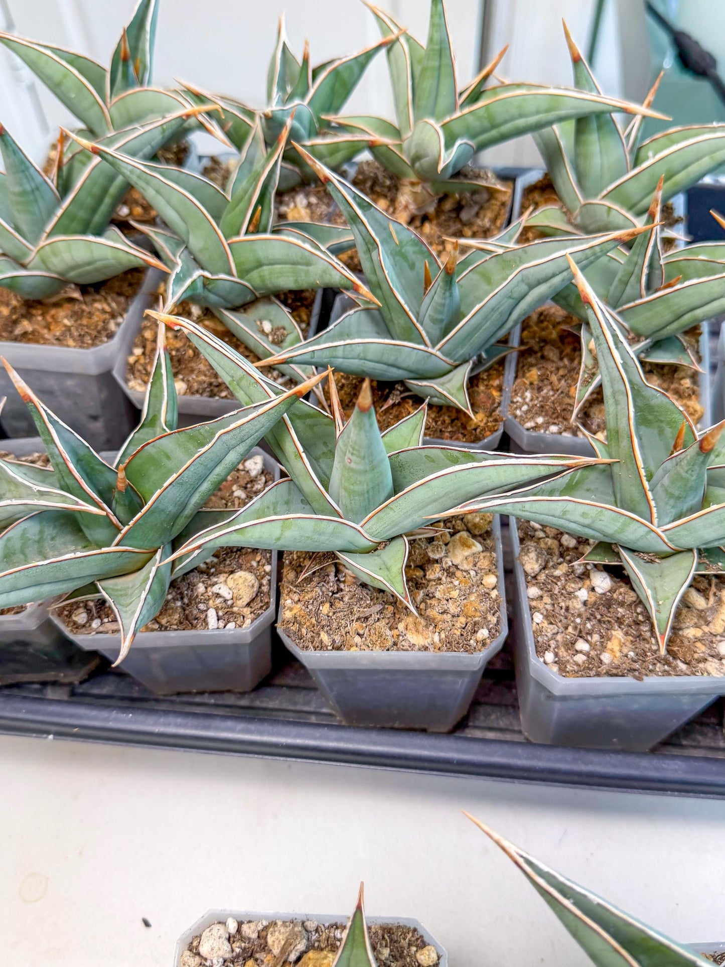 Sansevieria Pinguicula (SM) | Walking Sansevieria