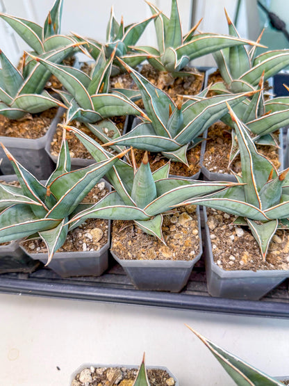 Sansevieria Pinguicula (SM) | Walking Sansevieria