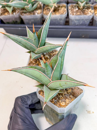 Sansevieria Pinguicula (SM) | Walking Sansevieria