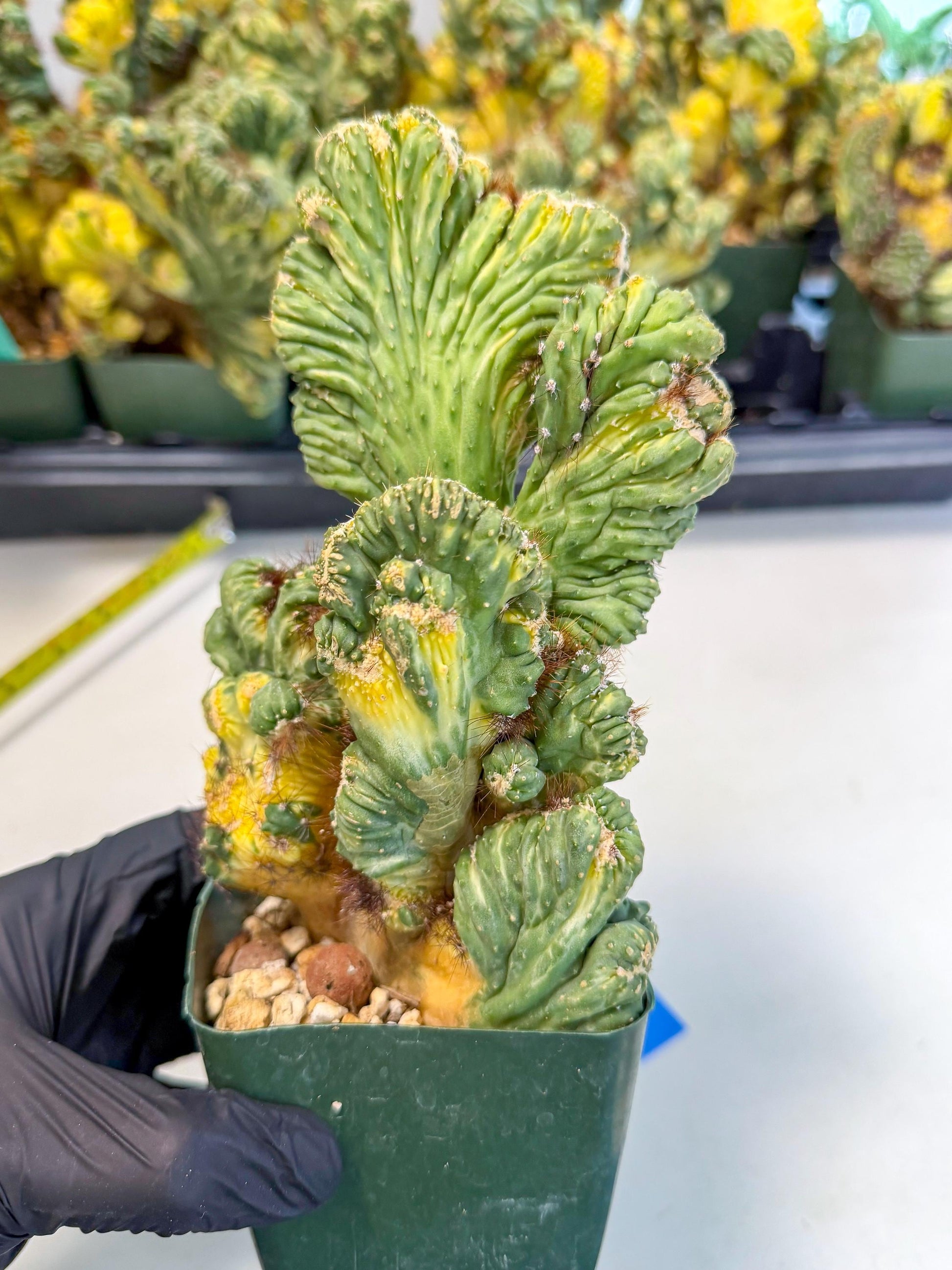 Cereus monstruosus Variegatus Hort (b) | Imported