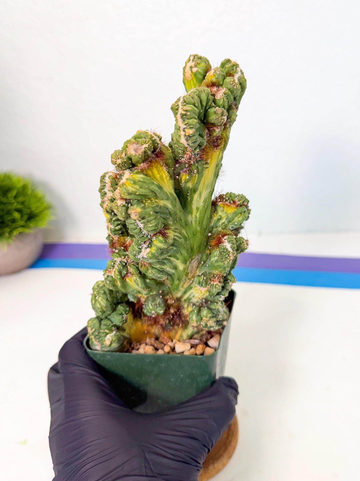 Cereus monstruosus Variegatus Hort (b) | Imported