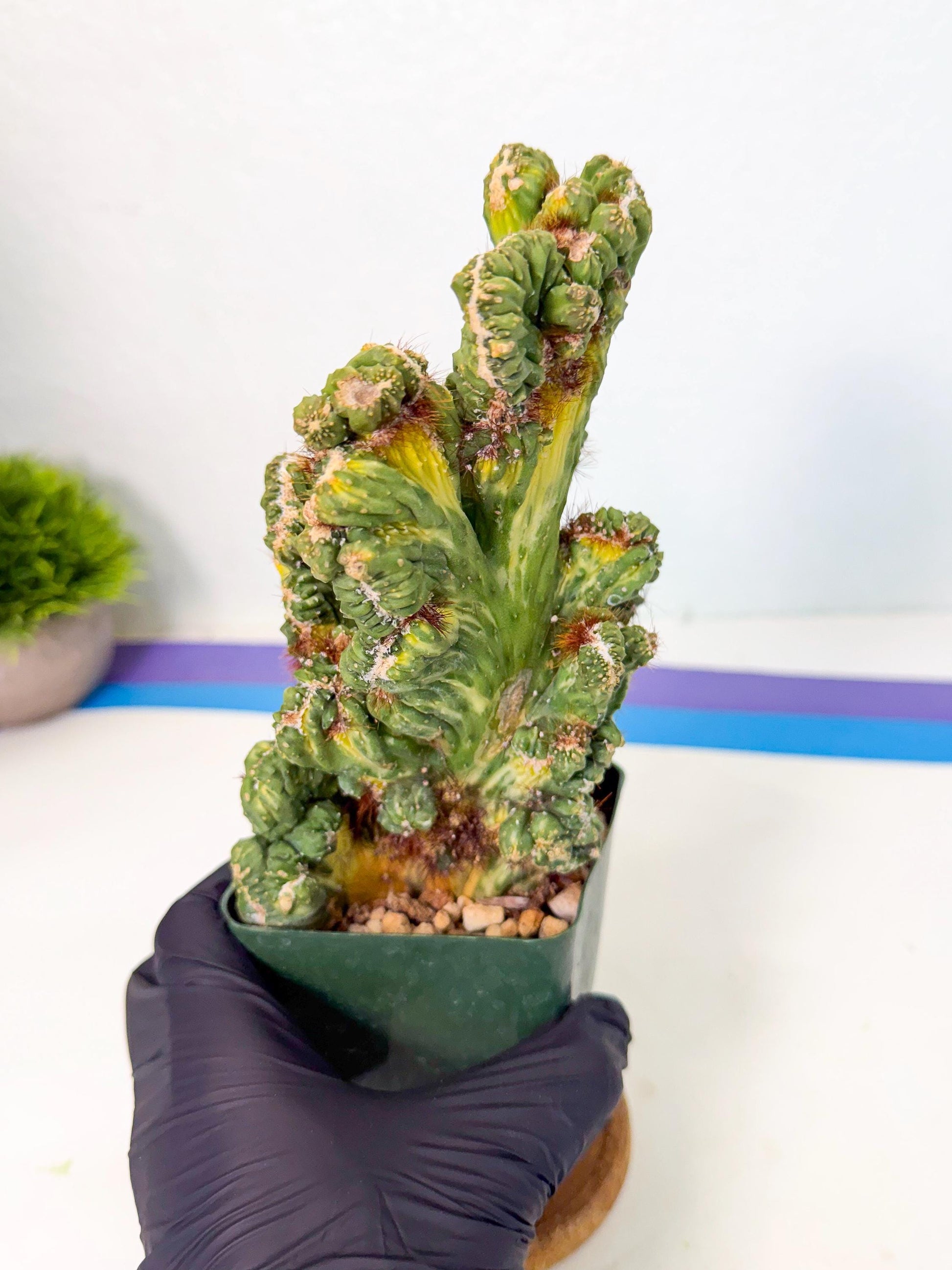 Cereus monstruosus Variegatus Hort (b) | Imported