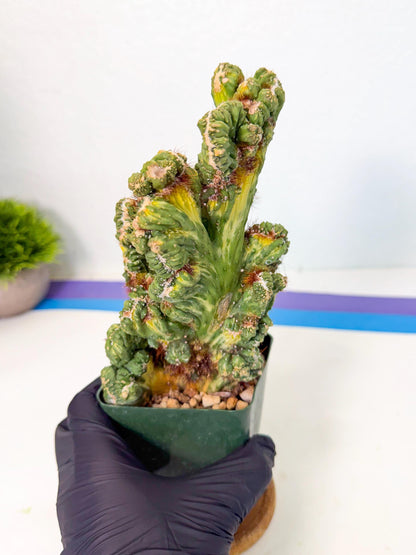 Cereus monstruosus Variegatus Hort (b) | Imported