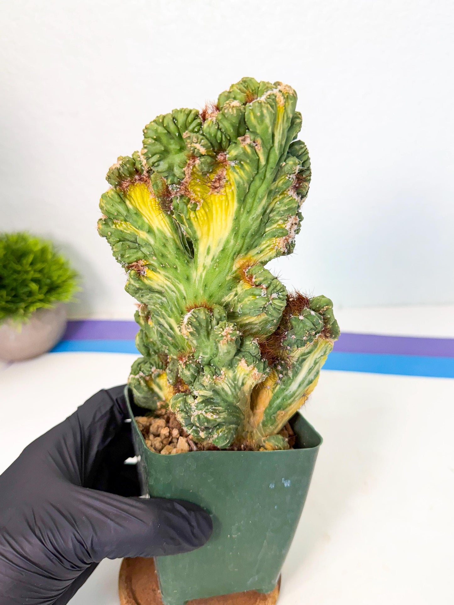 Cereus monstruosus Variegatus Hort (b) | Imported