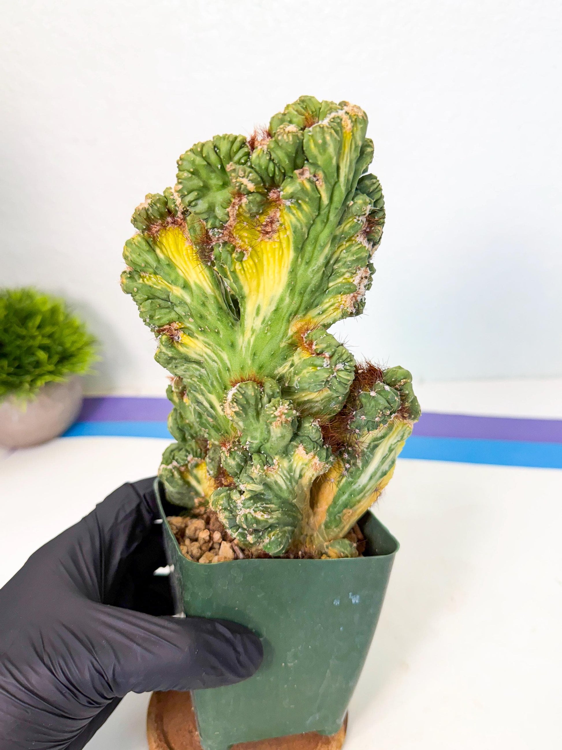 Cereus monstruosus Variegatus Hort (b) | Imported