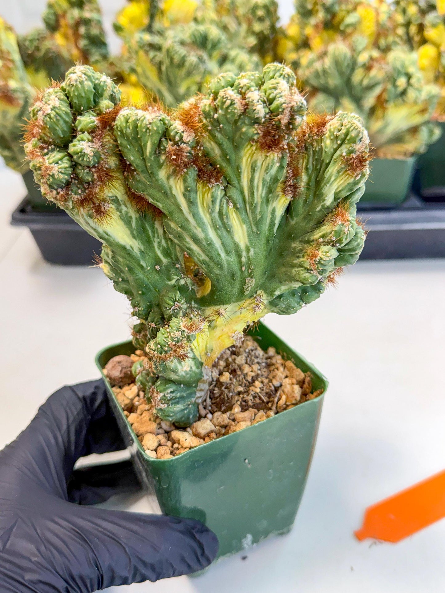 Cereus monstruosus Variegatus Hort (o) | Imported