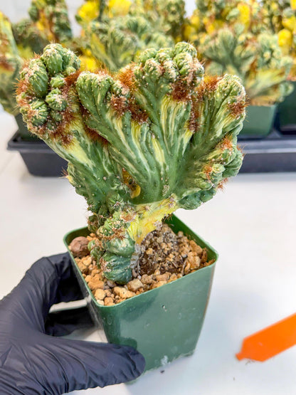 Cereus monstruosus Variegatus Hort (o) | Imported