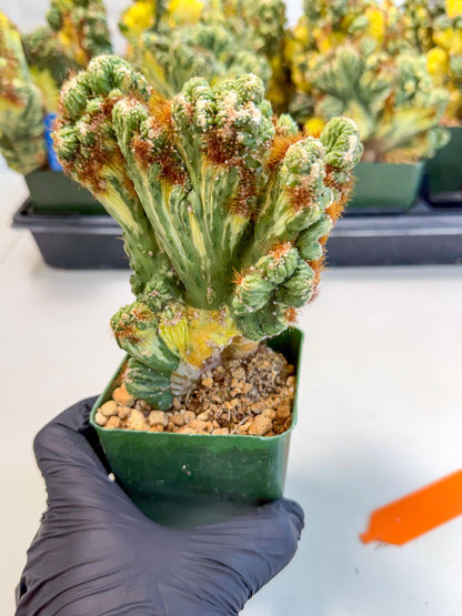 Cereus monstruosus Variegatus Hort (o) | Imported