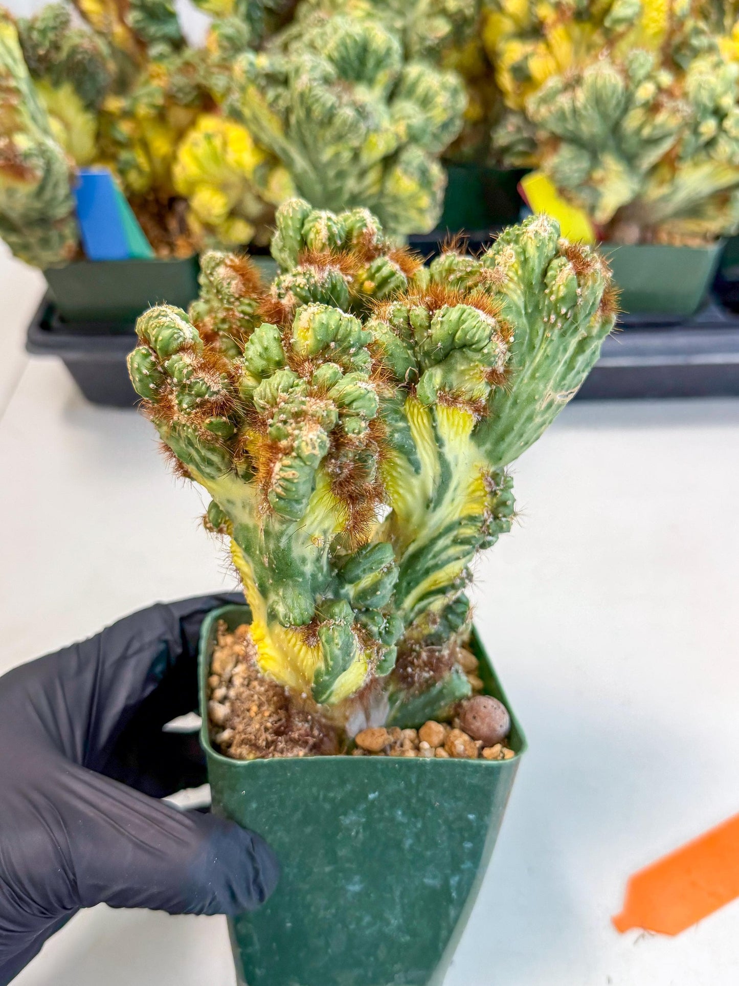Cereus monstruosus Variegatus Hort (o) | Imported