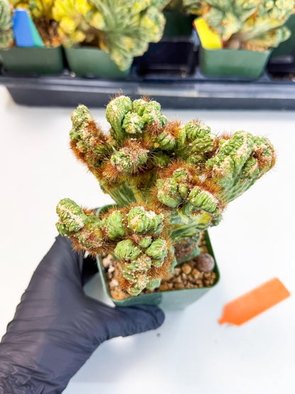 Cereus monstruosus Variegatus Hort (o) | Imported