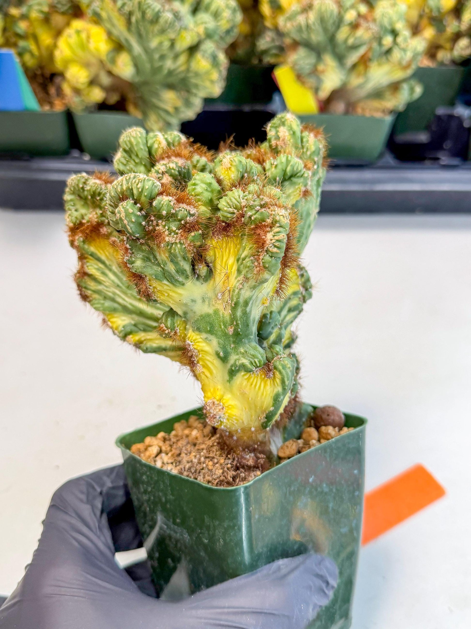 Cereus monstruosus Variegatus Hort (o) | Imported