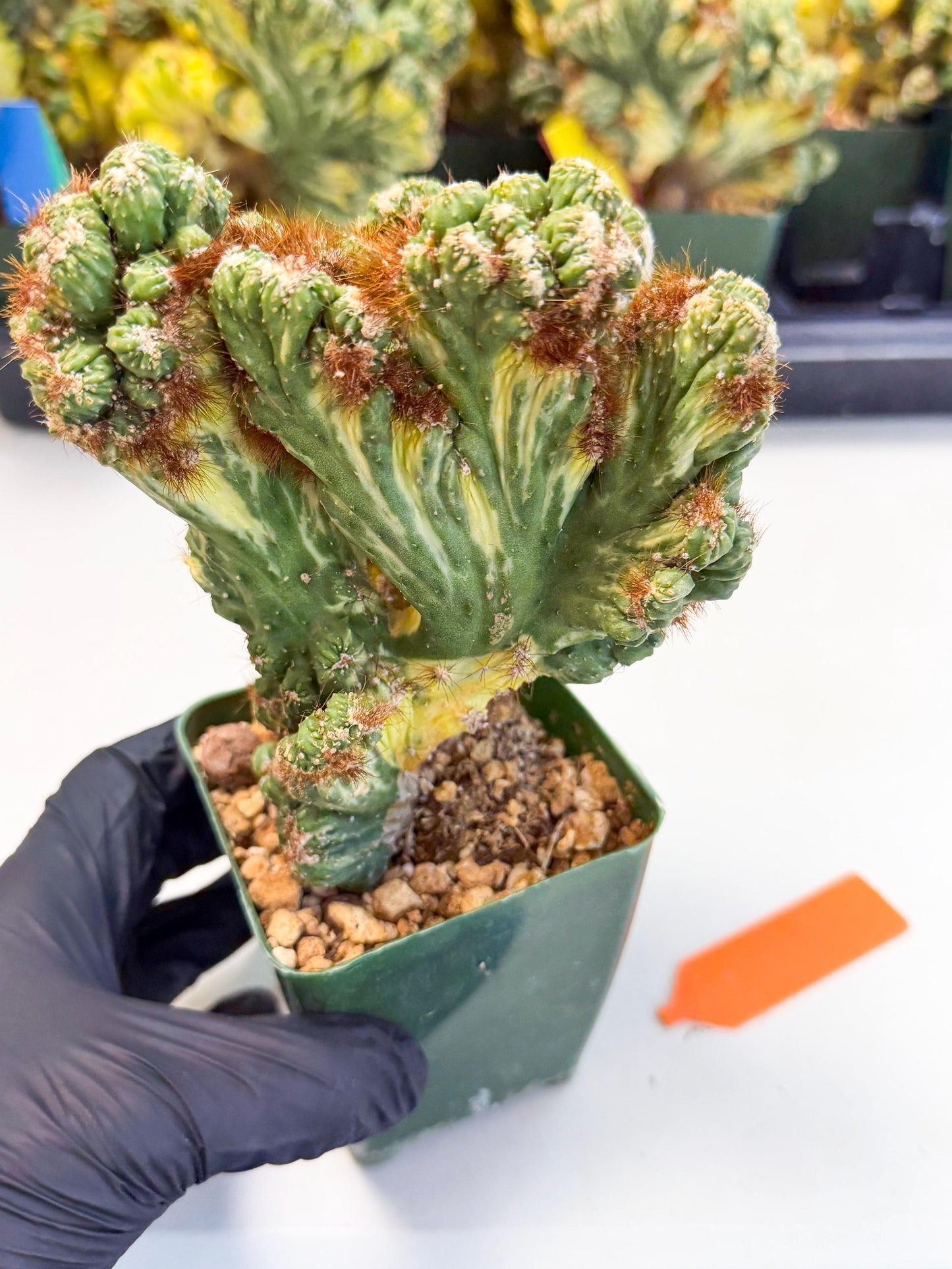 Cereus monstruosus Variegatus Hort (o) | Imported