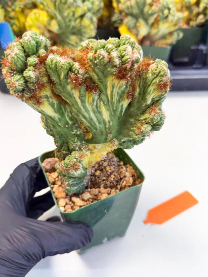 Cereus monstruosus Variegatus Hort (o) | Imported