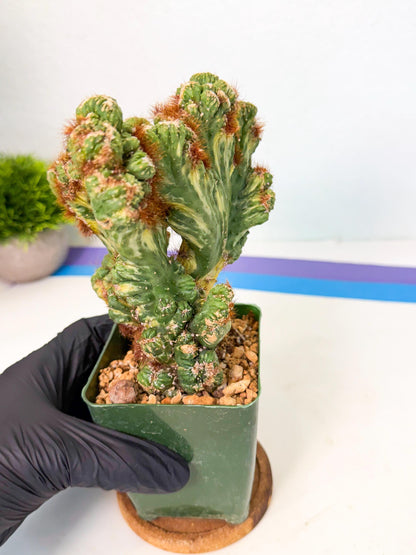 Cereus monstruosus Variegatus Hort (o) | Imported