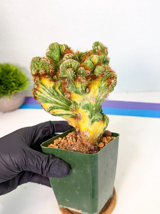 Cereus monstruosus Variegatus Hort (o) | Imported