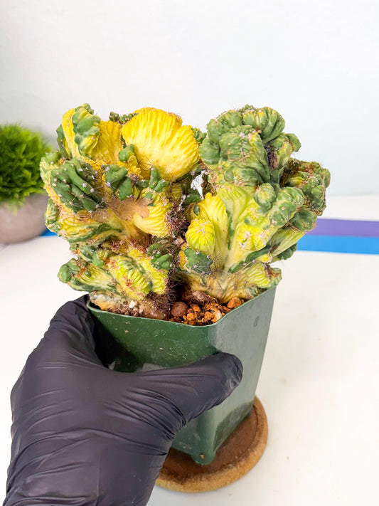 Cereus monstruosus Variegatus Hort (r) | Imported