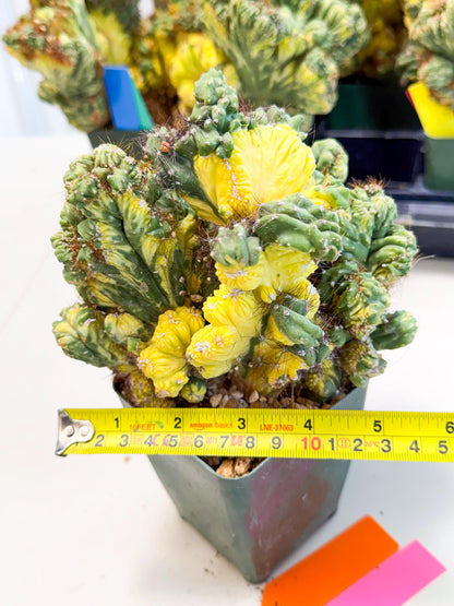 Cereus monstruosus Variegatus Hort (op) | Imported