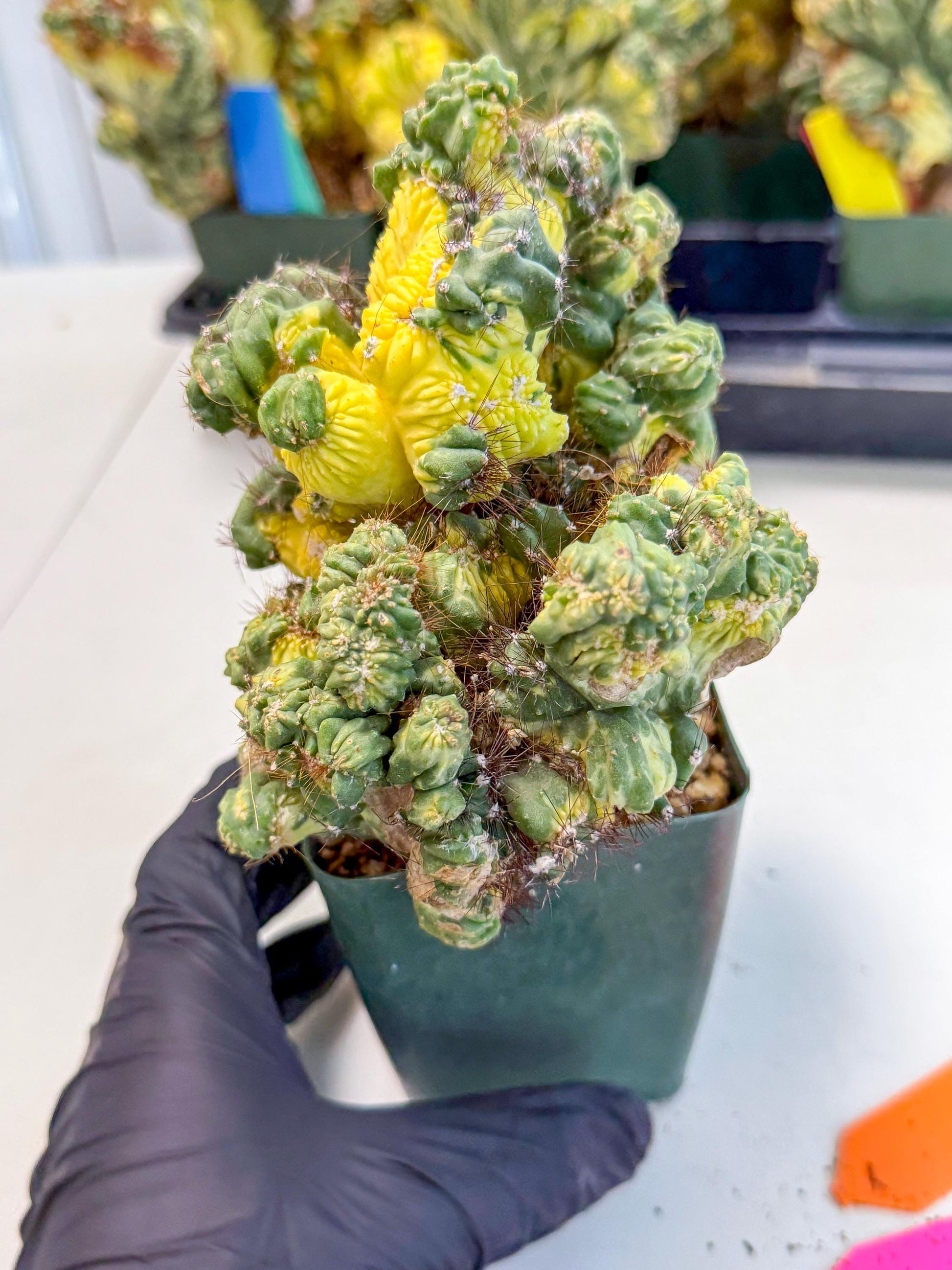 Cereus monstruosus Variegatus Hort (op) | Imported