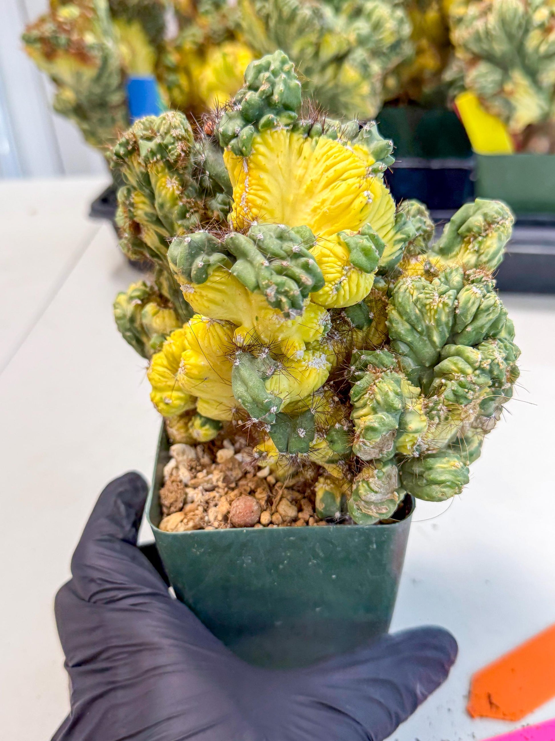 Cereus monstruosus Variegatus Hort (op) | Imported
