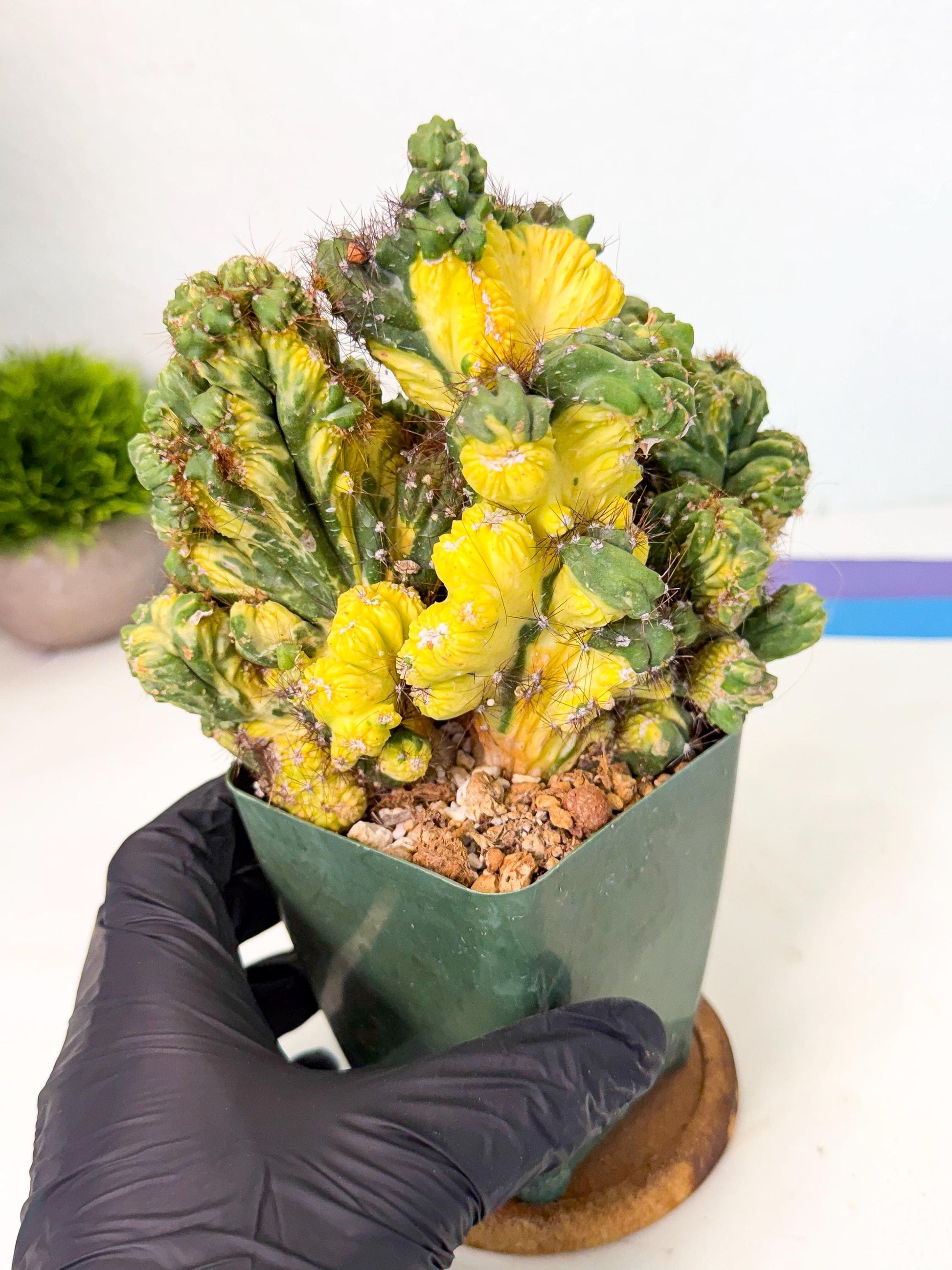 Cereus monstruosus Variegatus Hort (op) | Imported
