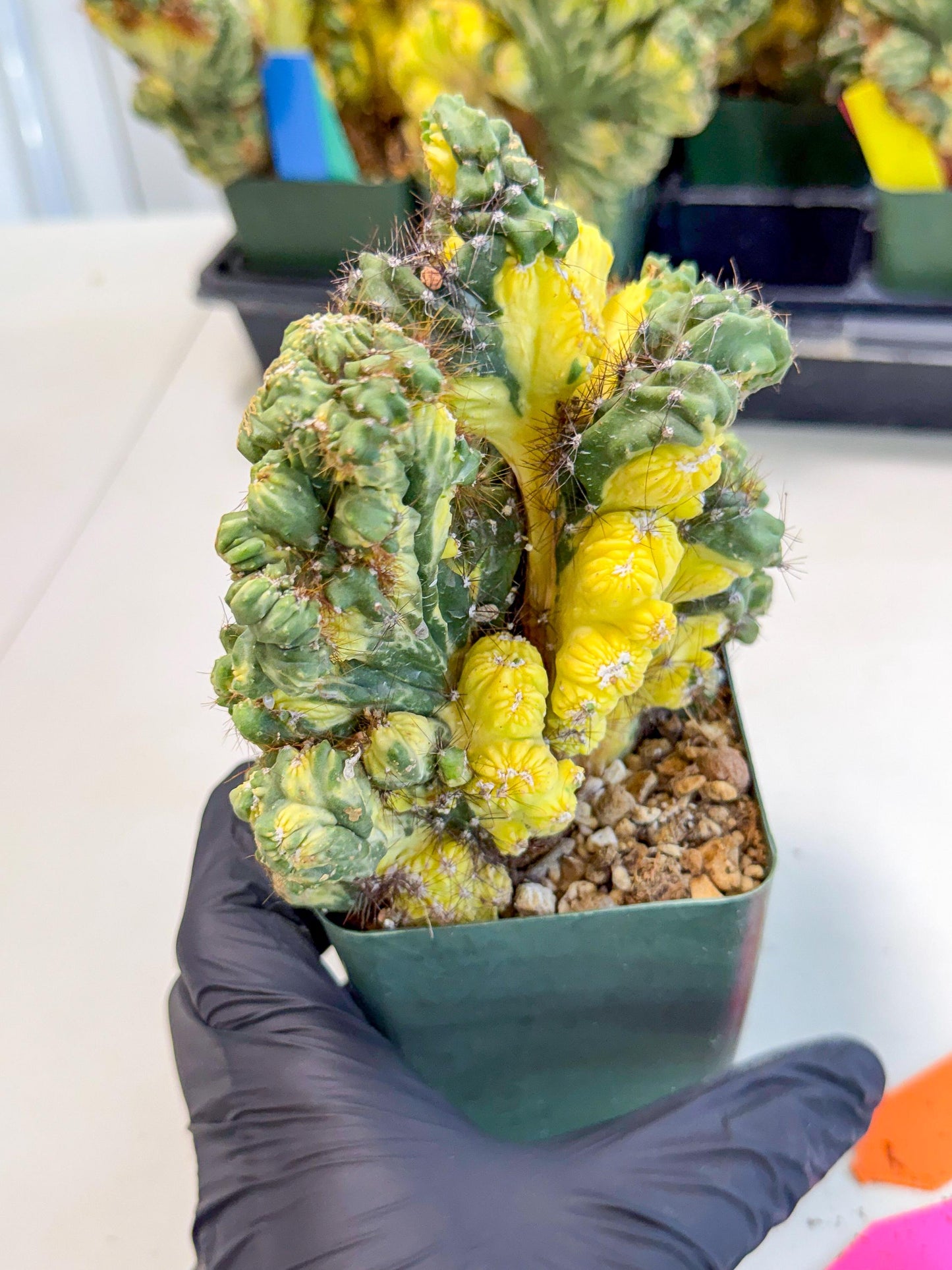Cereus monstruosus Variegatus Hort (op) | Imported