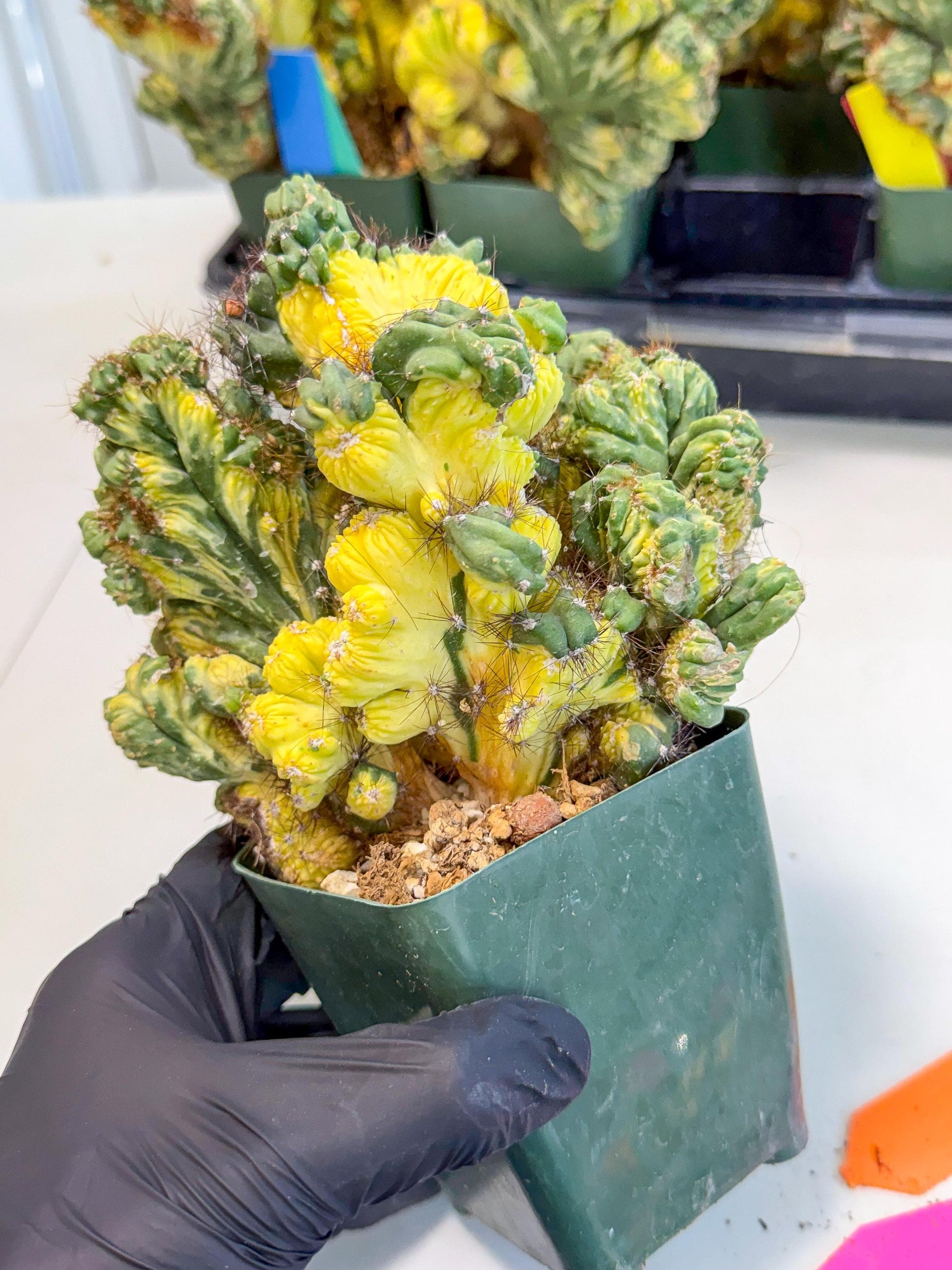 Cereus monstruosus Variegatus Hort (op) | Imported