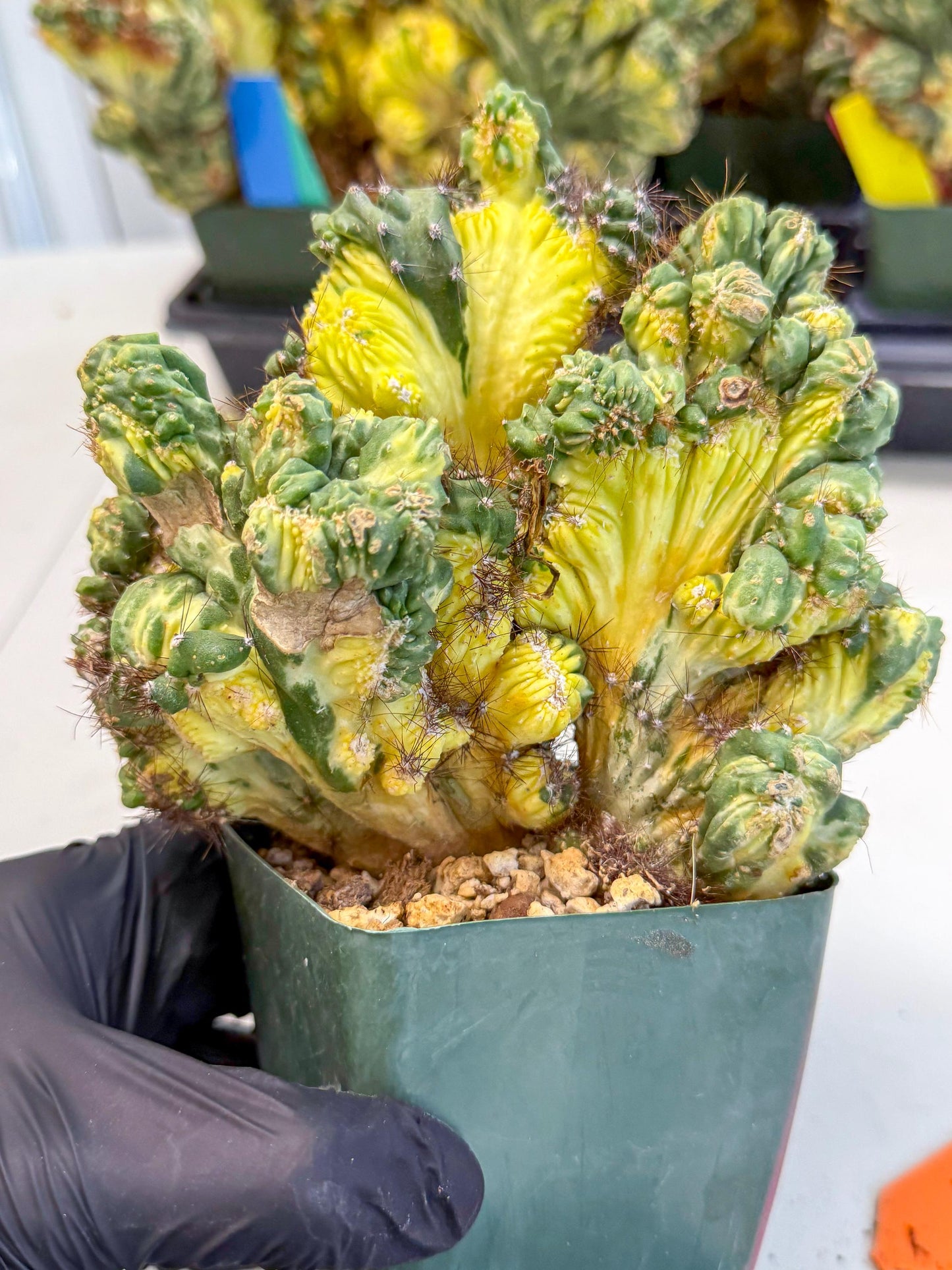 Cereus monstruosus Variegatus Hort (op) | Imported