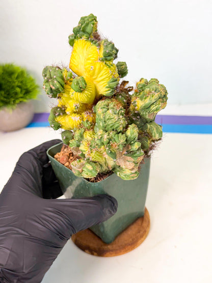 Cereus monstruosus Variegatus Hort (op) | Imported