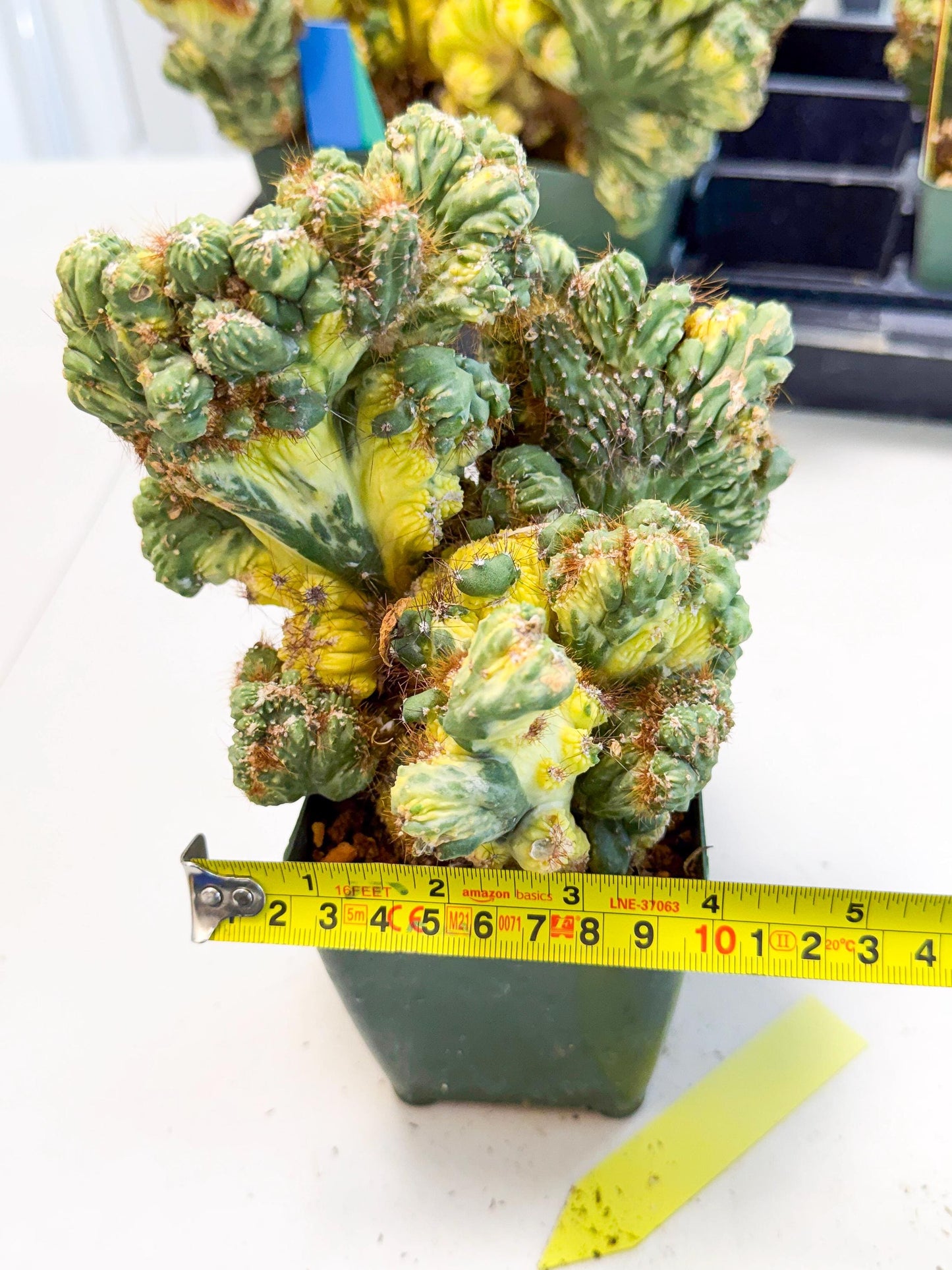 Cereus monstruosus Variegatus Hort (y) | Imported