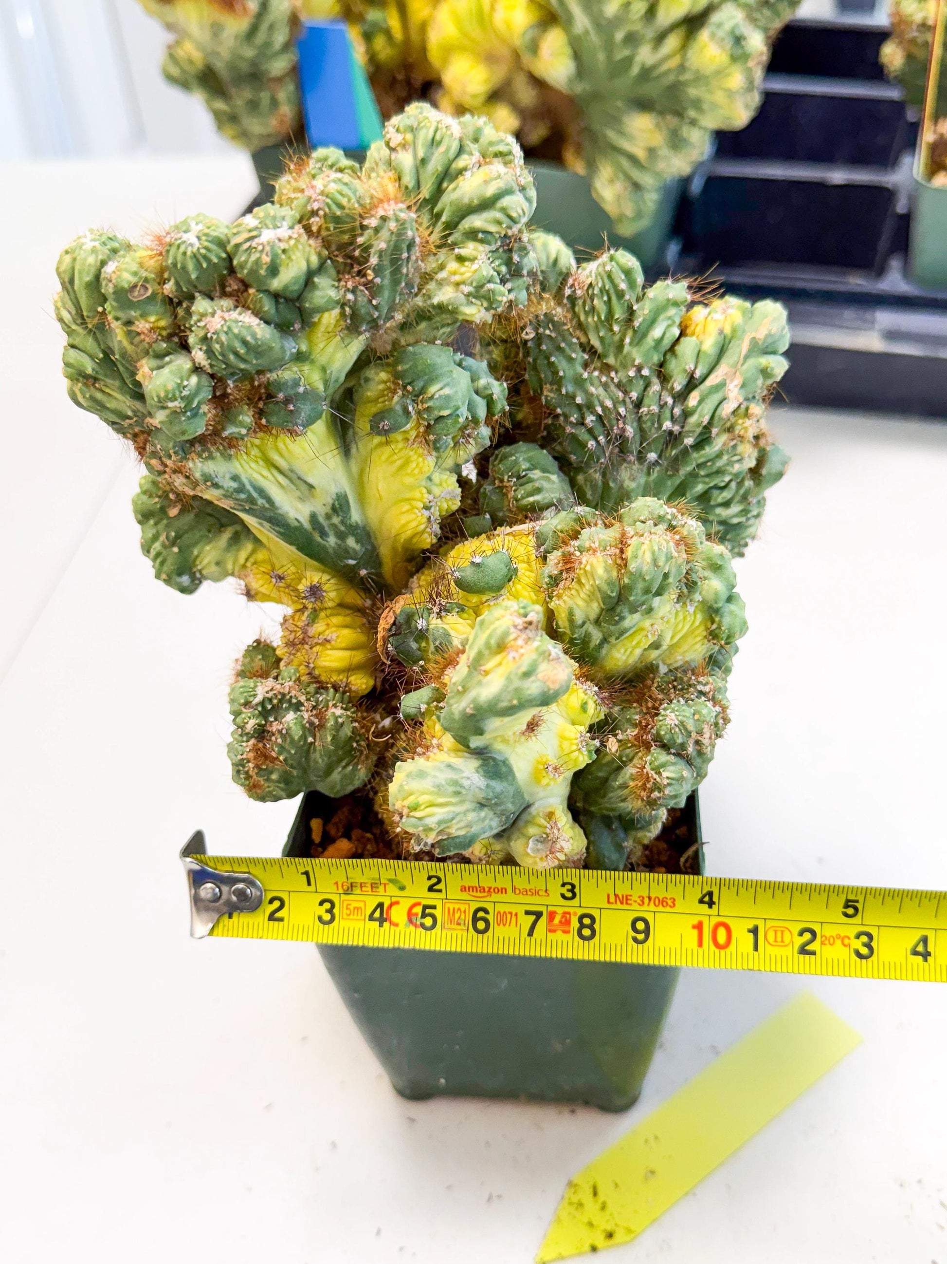Cereus monstruosus Variegatus Hort (y) | Imported