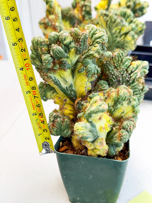 Cereus monstruosus Variegatus Hort (y) | Imported