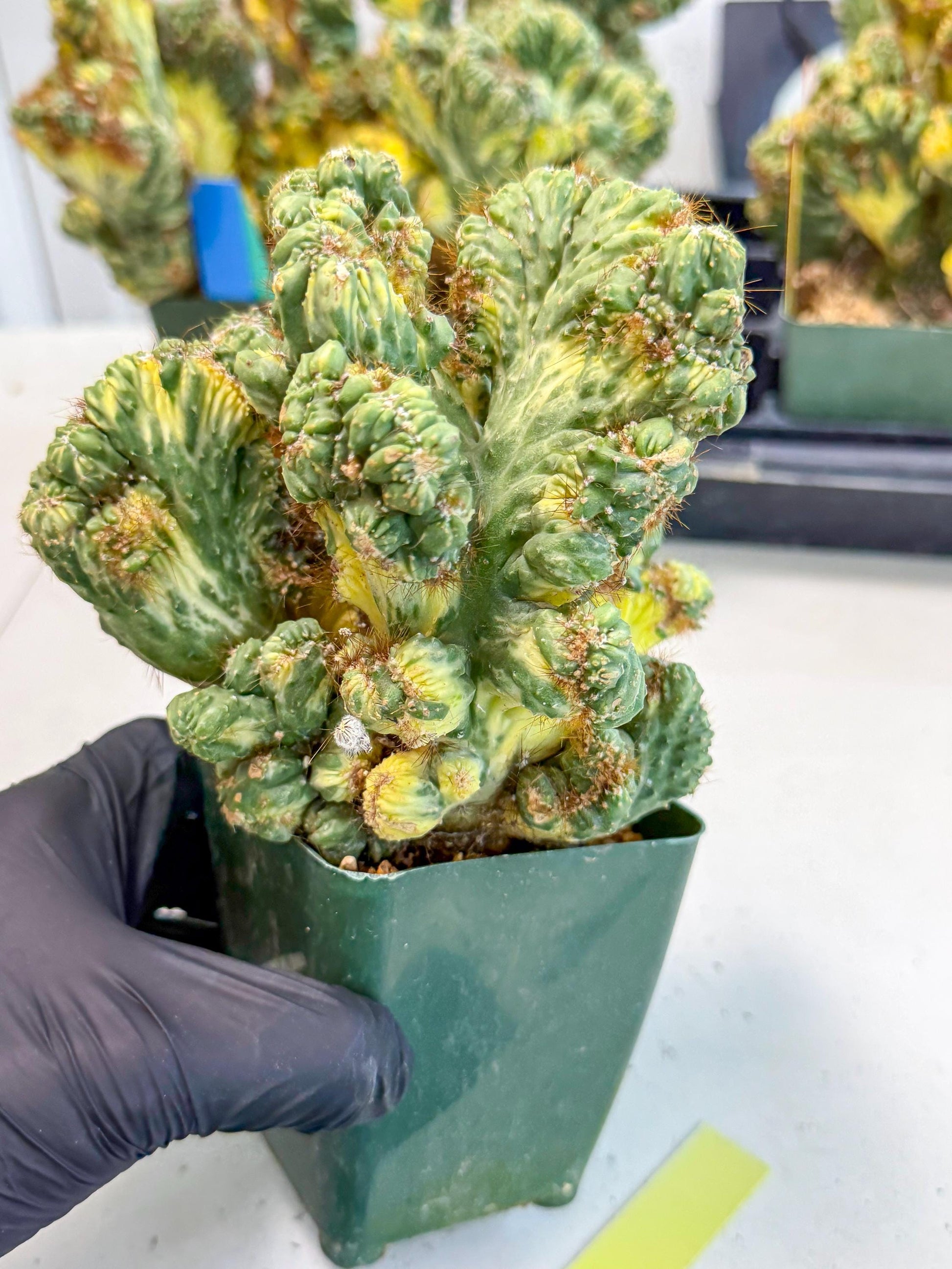 Cereus monstruosus Variegatus Hort (y) | Imported