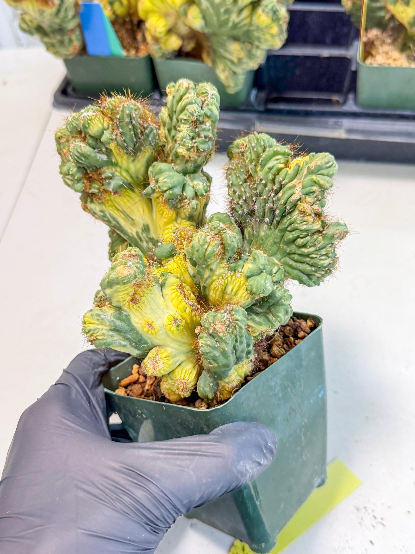 Cereus monstruosus Variegatus Hort (y) | Imported