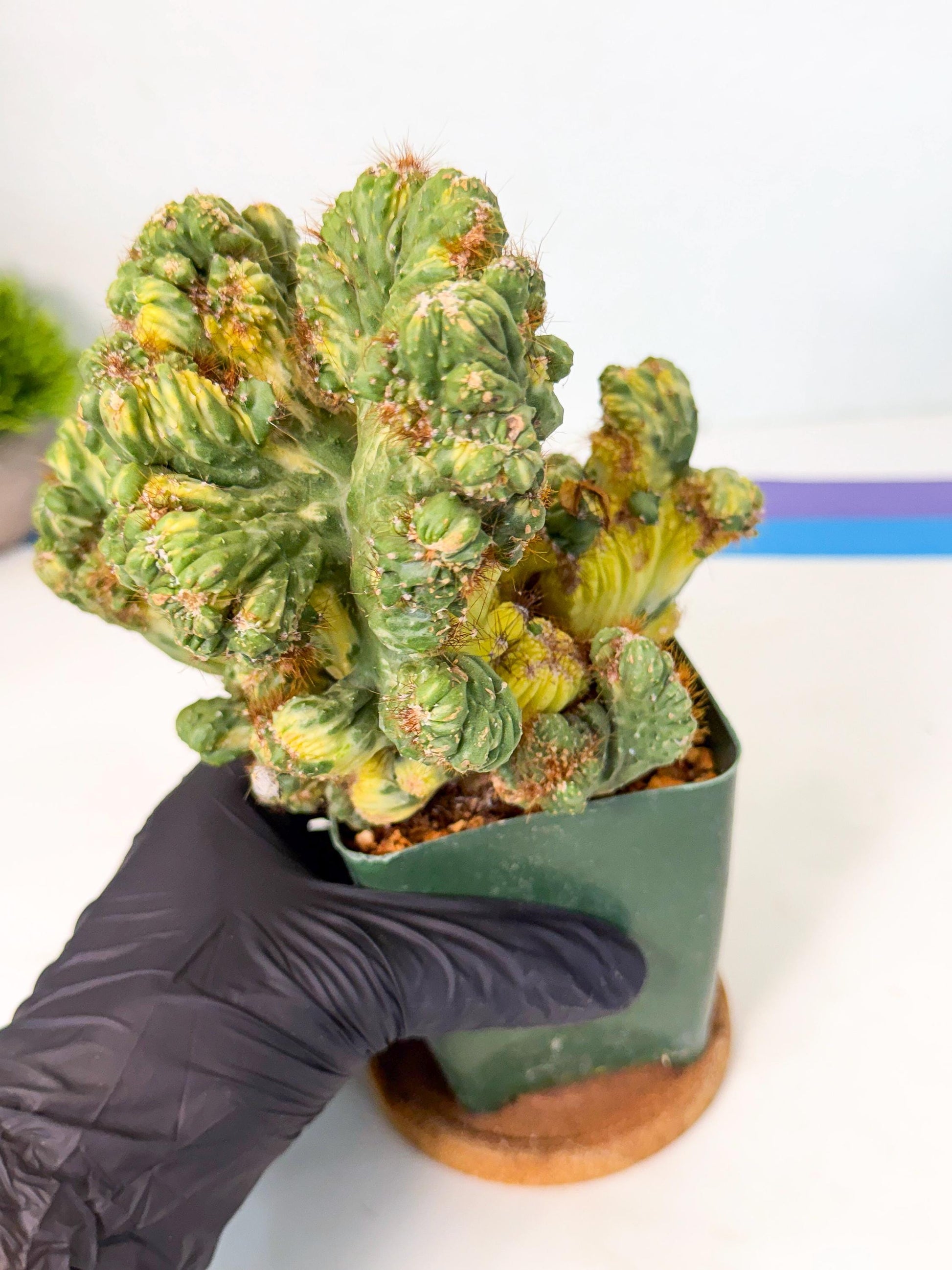 Cereus monstruosus Variegatus Hort (y) | Imported