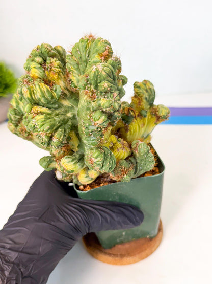 Cereus monstruosus Variegatus Hort (y) | Imported