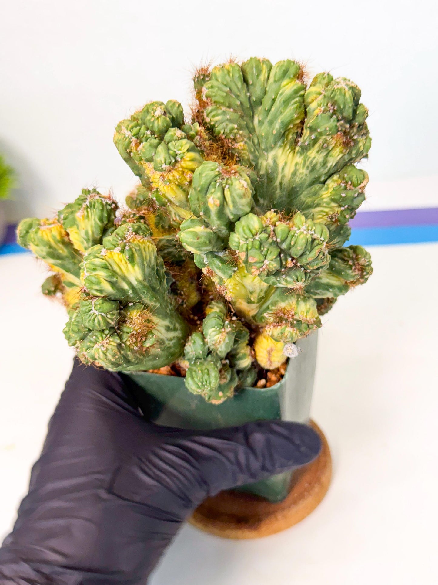 Cereus monstruosus Variegatus Hort (y) | Imported