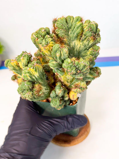 Cereus monstruosus Variegatus Hort (y) | Imported