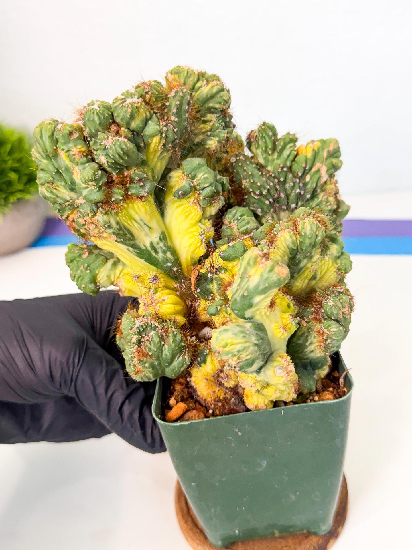 Cereus monstruosus Variegatus Hort (y) | Imported