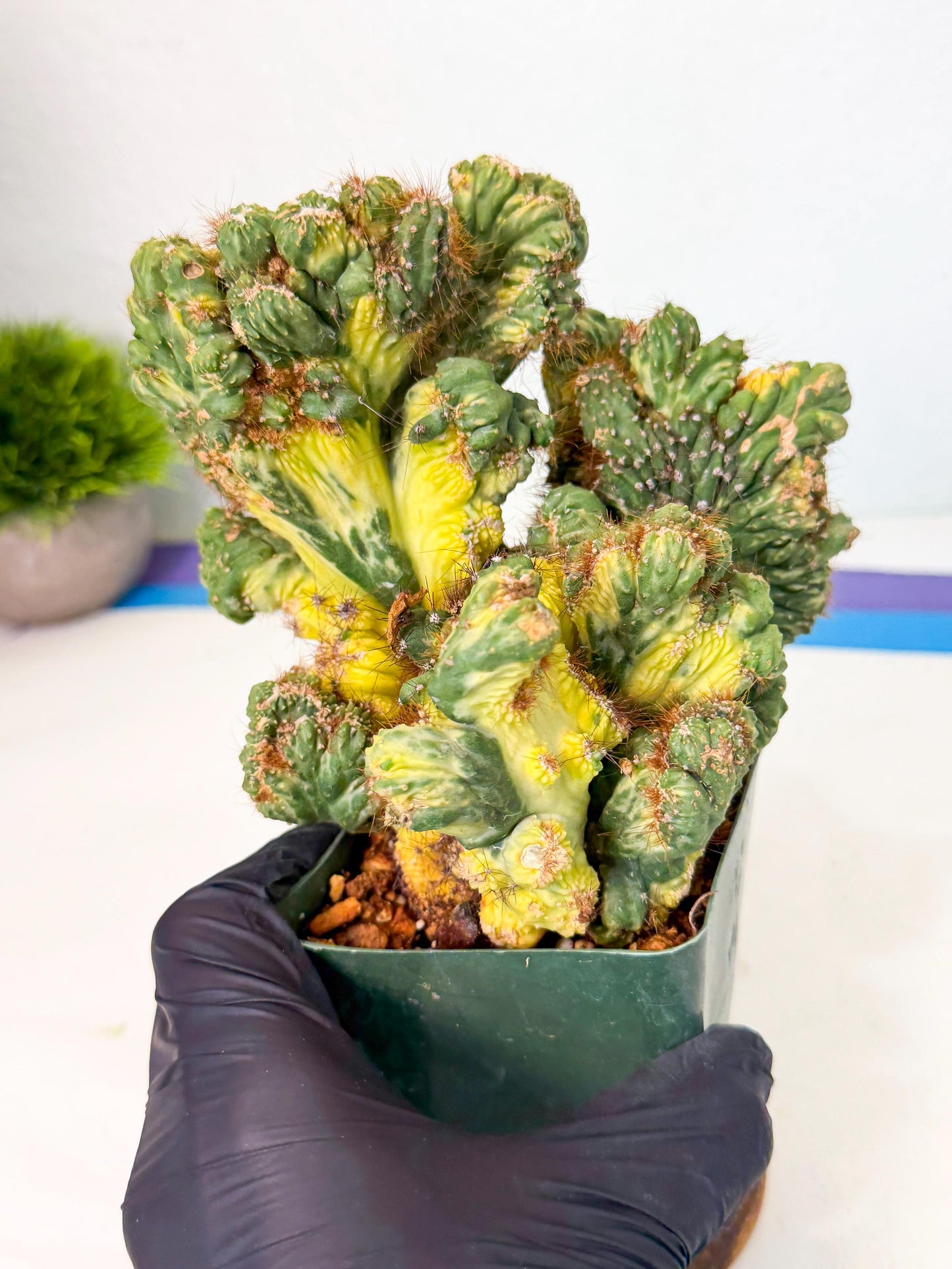 Cereus monstruosus Variegatus Hort (y) | Imported