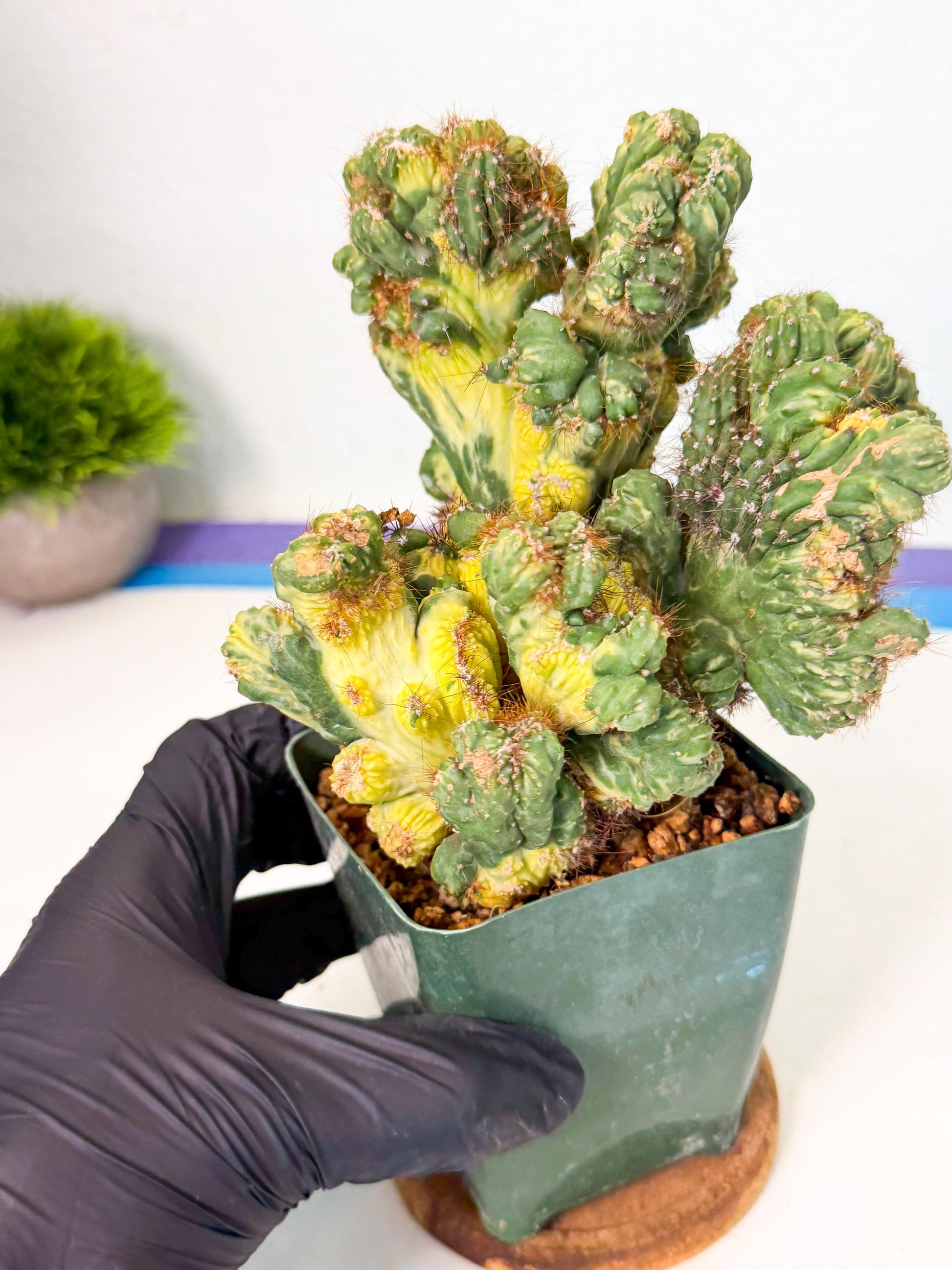 Cereus monstruosus Variegatus Hort (y) | Imported