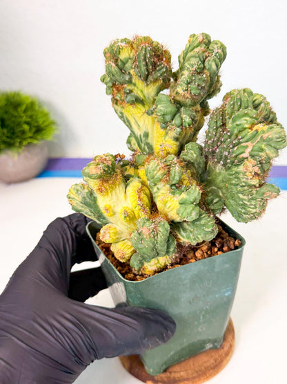 Cereus monstruosus Variegatus Hort (y) | Imported
