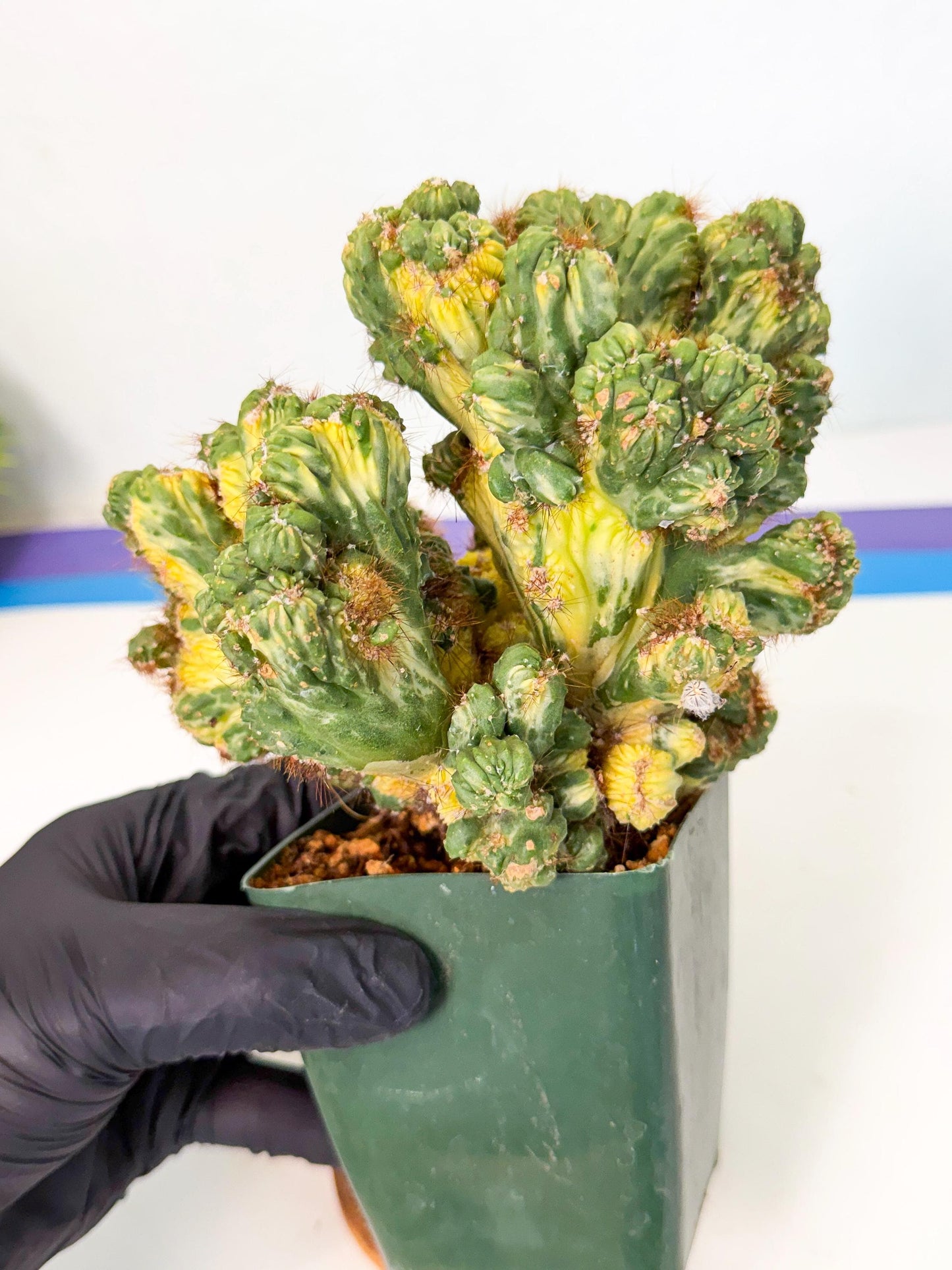 Cereus monstruosus Variegatus Hort (y) | Imported