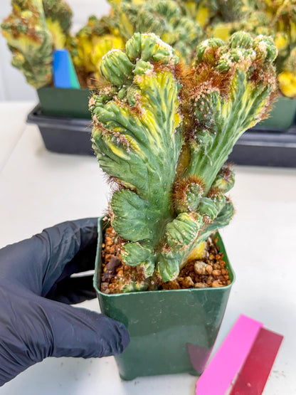 Cereus monstruosus Variegatus Hort (rp) | Imported